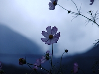 月の光の幻影のよう